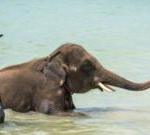 Mahout charged after elephant gores tourist to death