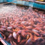 Fishy business: Israeli startup turns dead fish into green energy
