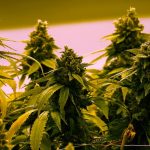 Mike Tyson and Weldon Angelos: We hope Trump will fight awful marijuana laws. Biden wouldn’t bother