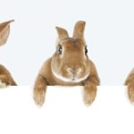 CDC Warns of Rise in Rare ‘Rabbit Fever’ Disease Spreading in the US