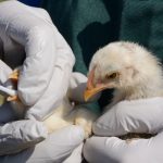 One state leads country in human bird flu with nearly 40 confirmed cases