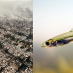 The Infamous Delta Smelt Fish Has Not Been Seen in Nearly a Decade – California Allowed Its Cities to Burn to the Ground Over a Fish That They Can’t Even Find Anymore