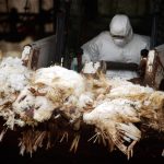 Here We Go: First U.S. Bird Flu Death Confirmed in Louisiana — Victim Over 65 with Underlying Conditions
