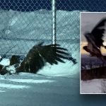 Alaska bald eagle found ‘frozen and unable to fly’ rescued by police: ‘Ready to fly the coop’