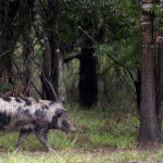 Feral hogs terrorizing Texas town, infuriating locals: ‘I can’t go out there and start blasting’