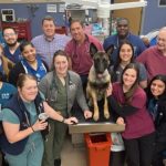 Hero Dog ‘K9 Rocky’ Shot Twice During Manhunt For Cop Killer Released From Hospital — Will Soon Return to Active Service (VIDEO)