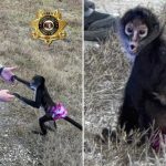 Tutu-wearing monkey picked up near highway in ‘bananas situation’