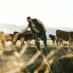 “Beef Apocalypse” – Why Shelf-Stable Beef Could Be Extremely Valuable in the Near Future