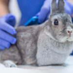 ‘Rabbit fever’ cases rising in US as CDC warns of zoonotic bacterial disease