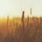 Emor: The Omer Controversy