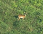 Nearly extinct ‘forgotten antelope’ photographed for first time in DRC