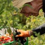 Farming in crisis: How Leket Israel supports agriculture and strengthens food security