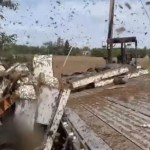 250 million bees escape after semi-truck overturns in Washington State: ‘Don’t go anywhere near them’