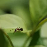 Navigating Insects: 700 Million migratory insects chart course over Israel’s skies