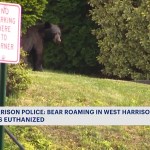 Cop kills bear in suburban Westchester, horrifying neighbors as state questions story: ‘Moaning and groaning’