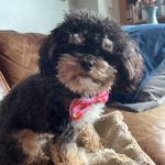 Pup fatally struck by speeding e-bike – and grieving UES owner can’t get justice thanks to legal loophole: ‘Just heartbreaking’