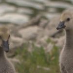 Locals say bizarre ‘massacre’ of mother goose and her six tiny goslings in Kansas street was no accident