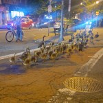 What the flock? People gather to gander at captivating geese gang in Jersey City