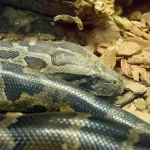 Complaints, the serpent, and the Simchat Torah War