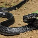 Hebrew Language Academy renames deadly snake to Seraf Ein-Gedi