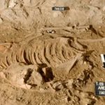 Ancient donkey sacrifice ritual unearthed in Israel sheds light on Egyptian trade links