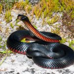 Man in critical condition after being bitten by snake in Jordan Valley
