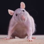 Iraqi official denies mice and rats ate country’s cash reserves