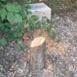 ‘Killing him a second time’: Memorial tree to murdered French Jew Ilan Halimi cut down