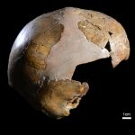 Earliest proof of Neanderthals, Homo sapiens interbreeding discovered by Israeli archaeologists
