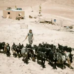 Gush Etzion residents fuming: Shepherds attacked and then detained by IDF