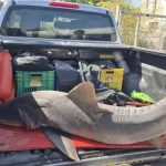 Female shark found dead off central Israel coast