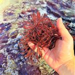 ‘Green treasure’: Seaweed could fuel next wave of sustainable innovations, scientists say