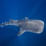 Haifa beaches to reopen Saturday after sightings of rare whale shark