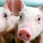 Pigs could revolutionize the future of organ transplants