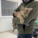 Newborn African lion cub rescued from Istanbul smugglers