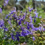 Critically endangered perennial herb successfully propagated by KKL-JNF