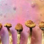 Nova survivors using psychedelics ‘on their own terms’ to aid healing, study finds