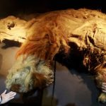 Scientists discover RNA molecules from a mammoth that went extinct 40,000 years ago