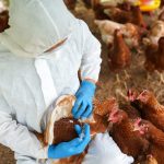 Washington State resident dies in first confirmed H5N5 bird flu case, health department says