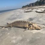 Rare prehistoric Atlantic sturgeon washes ashore in South Carolina