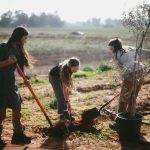 Hashomer Hachadash Youth’s November Conference Opens with Volunteer Work