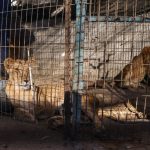 In Gaza, a home for orphans steps up to save starving animals from Rafah’s troubled zoo