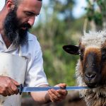 Yosef Eitan | One Tiny Nick Makes It Treif: A Shochet’s Lesson on People over Steak