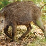 About 130,000 animals are hunted annually in Israel under legal protection