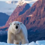 Arctic Expedition Guide: Svalbard, Greenland & Wildlife 2025