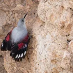 Surprise in the north: Rare bird spotted after 3 years