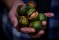 Welcome to Oz-rael: Can Israel become the new land of the Macadamia nut?