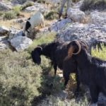 IDF soldiers accused of stealing 250 goats from Syria – N12