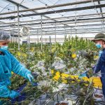 Israeli citizen arrested in Thailand for operating illegal cannabis farm