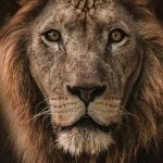 Everyday heroines: Quiet burden of Israeli anchors waiting at home during wartime